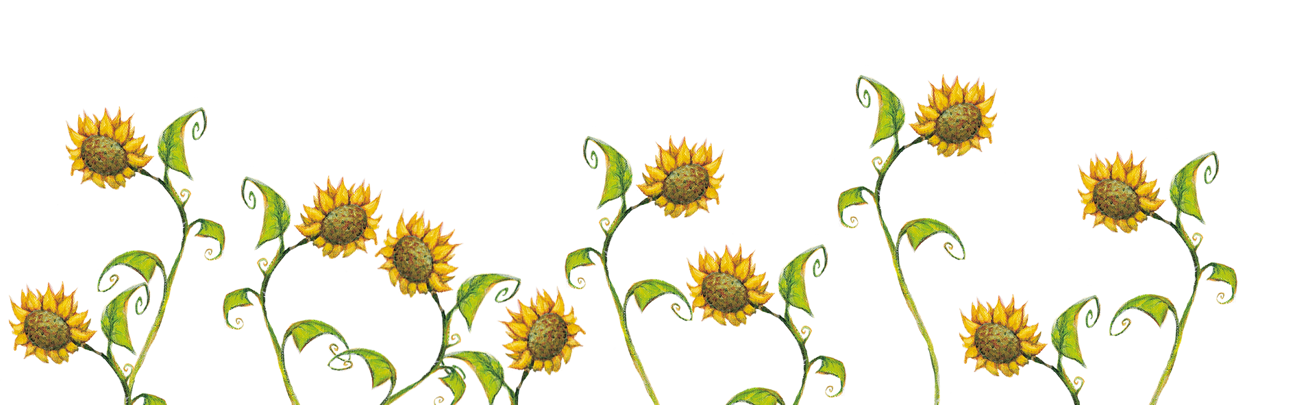 Sonnenblumen